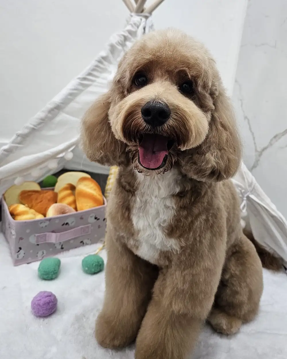 Same apricot goldendoodle after grooming, fluffy teddy-bear cut