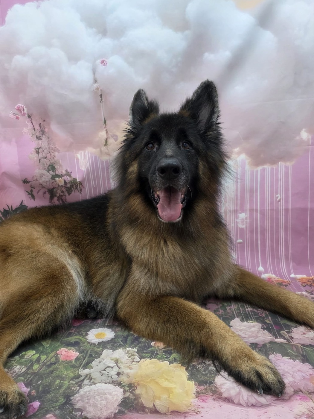 Long-haired shepherd freshly groomed on the floral cloud backdrop