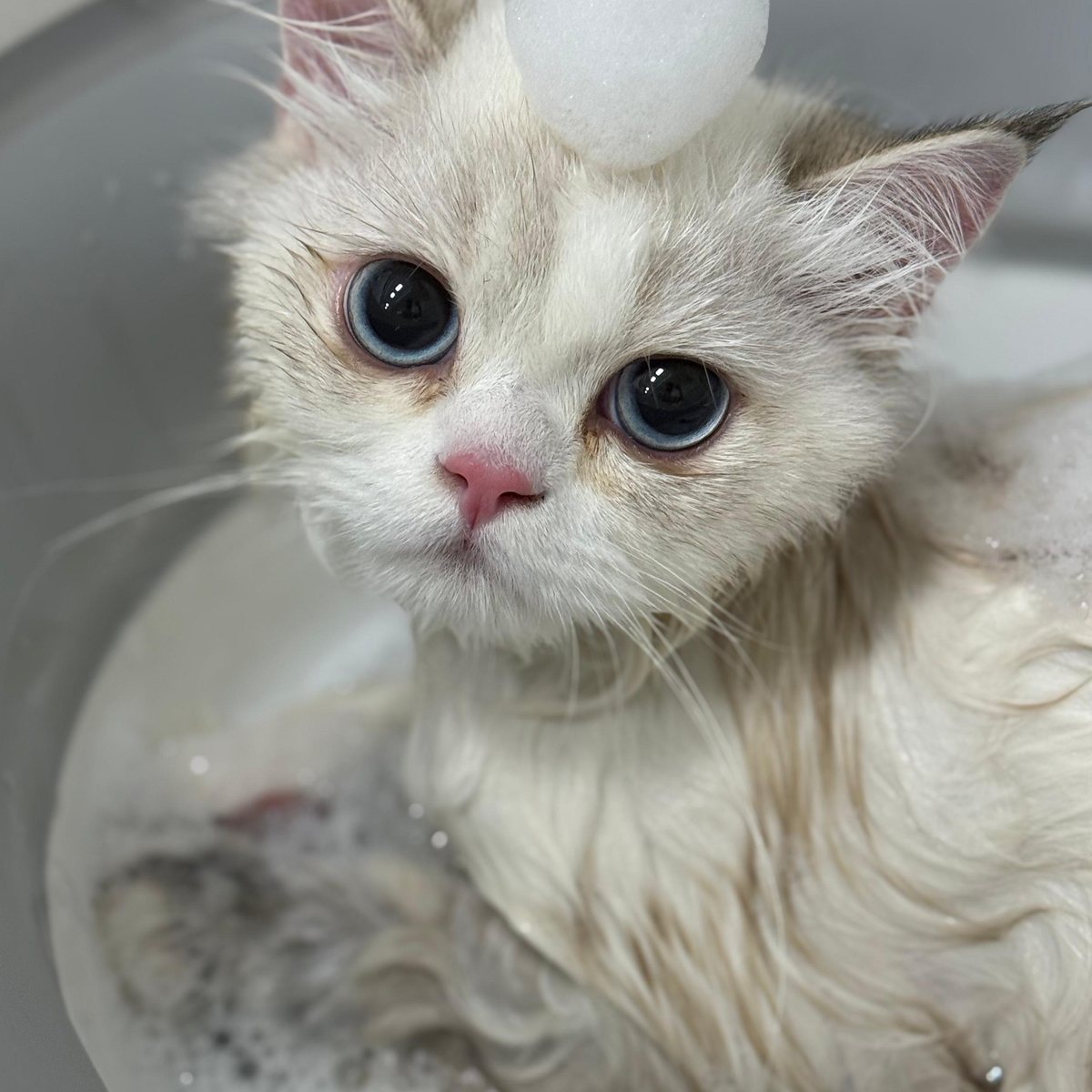 White Persian cat mid-bath