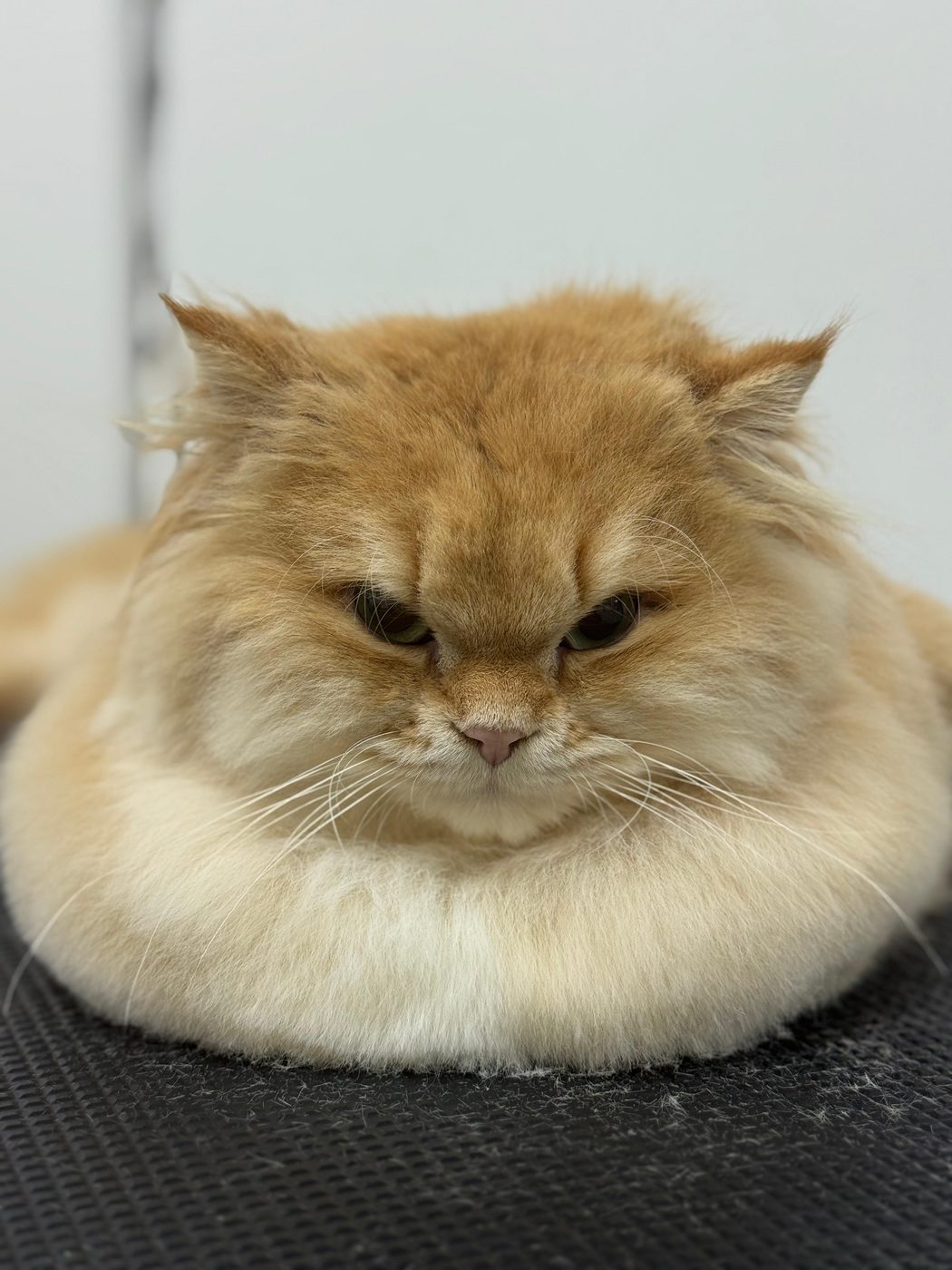 Fluffy ginger Persian cat