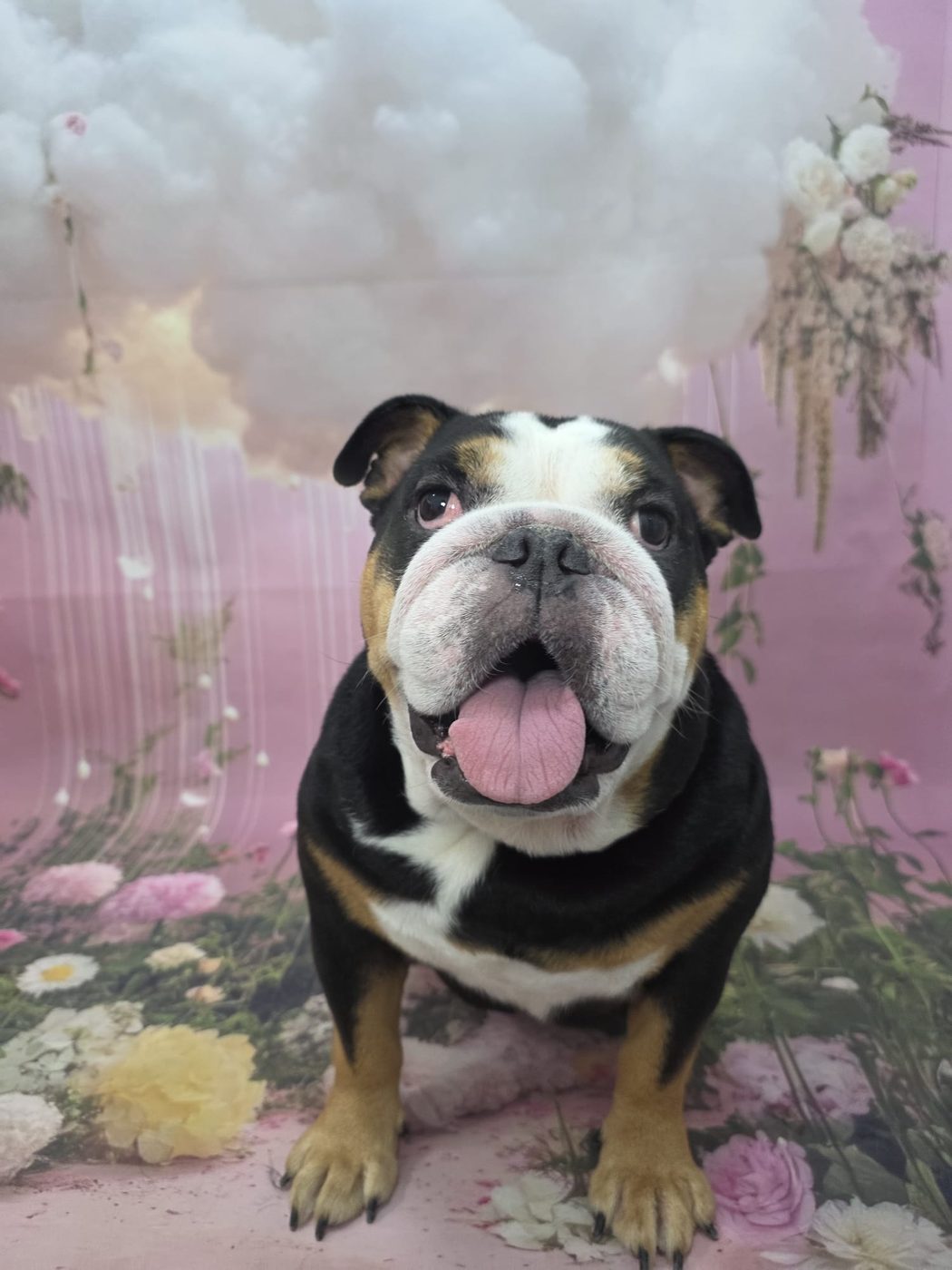 English bulldog in pastel cloud backdrop