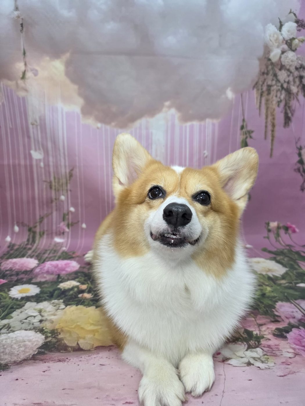 Corgi in pastel cloud backdrop