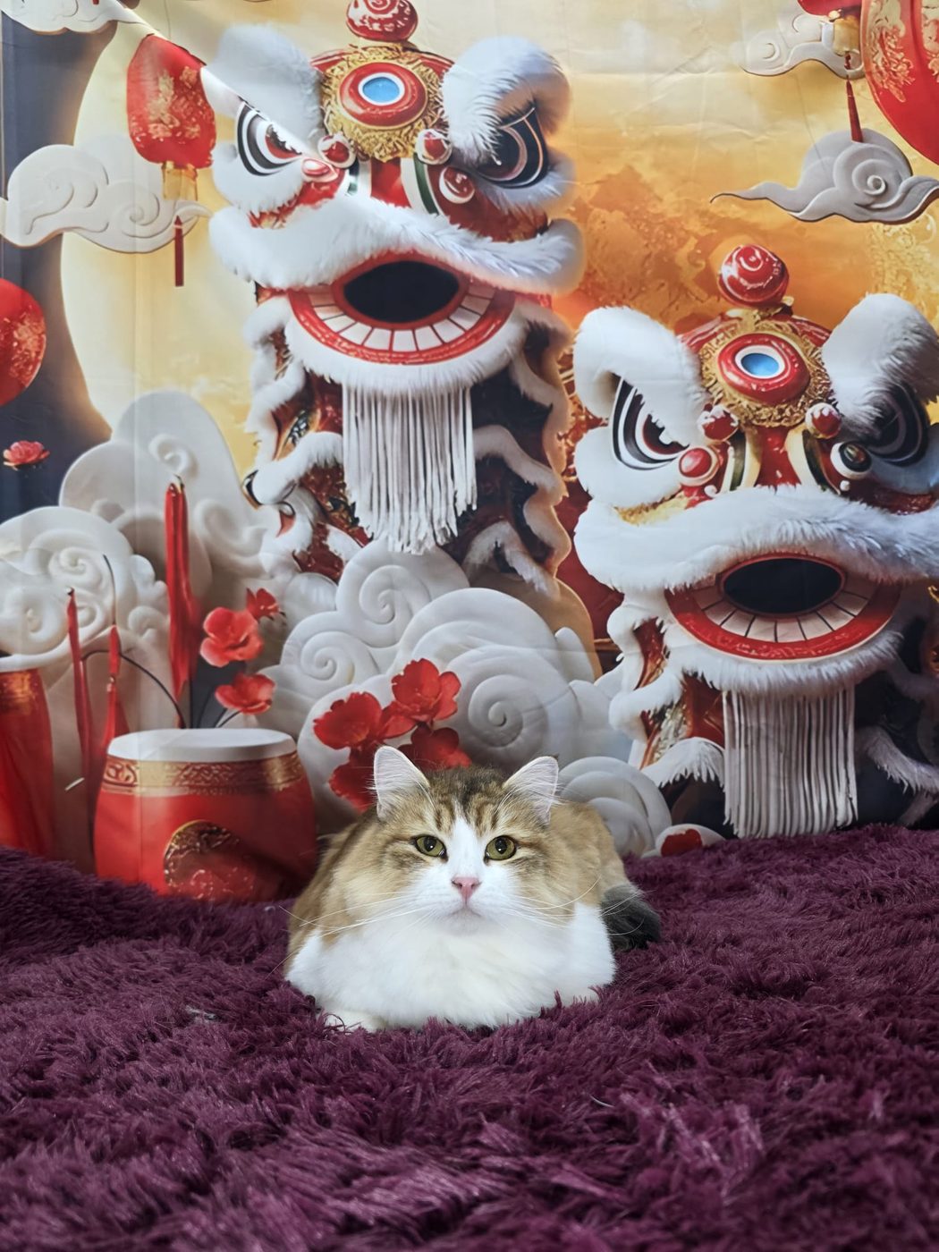 White cat in Chinese New Year backdrop