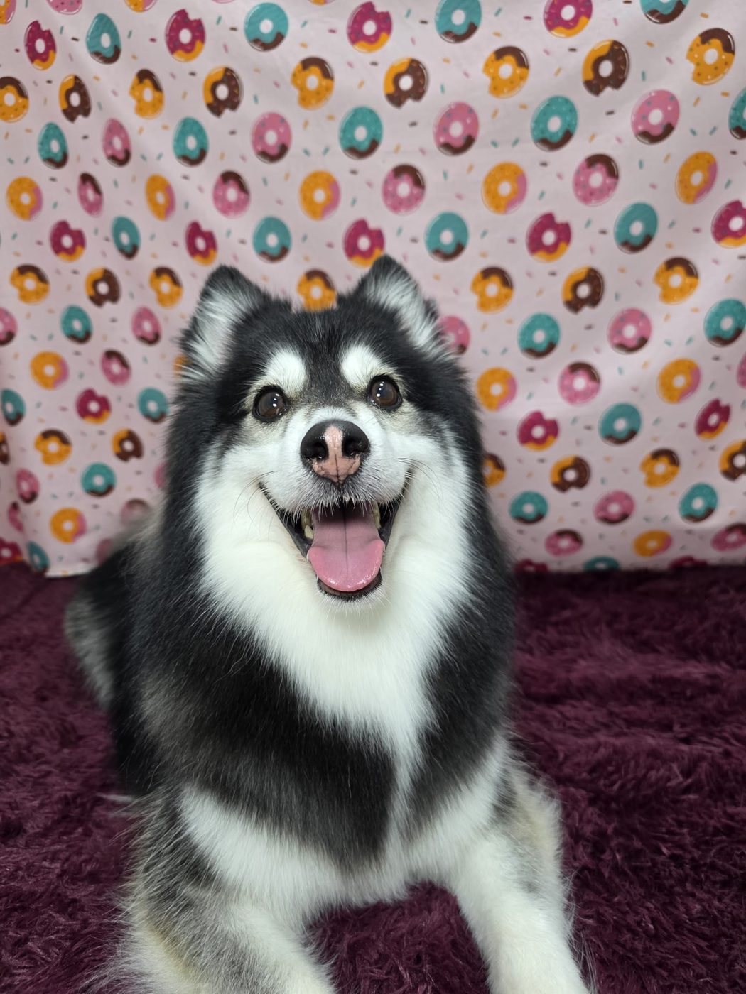 Smiling Pomsky on a donut backdrop