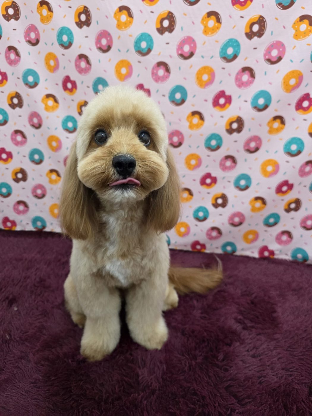 Apricot poodle on confetti backdrop