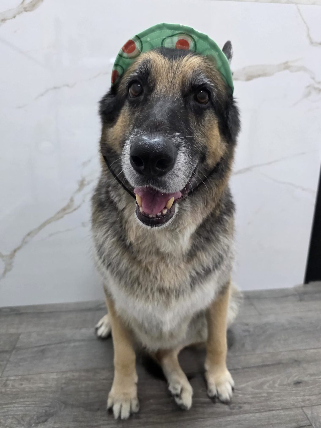 Senior shepherd in a party hat after grooming