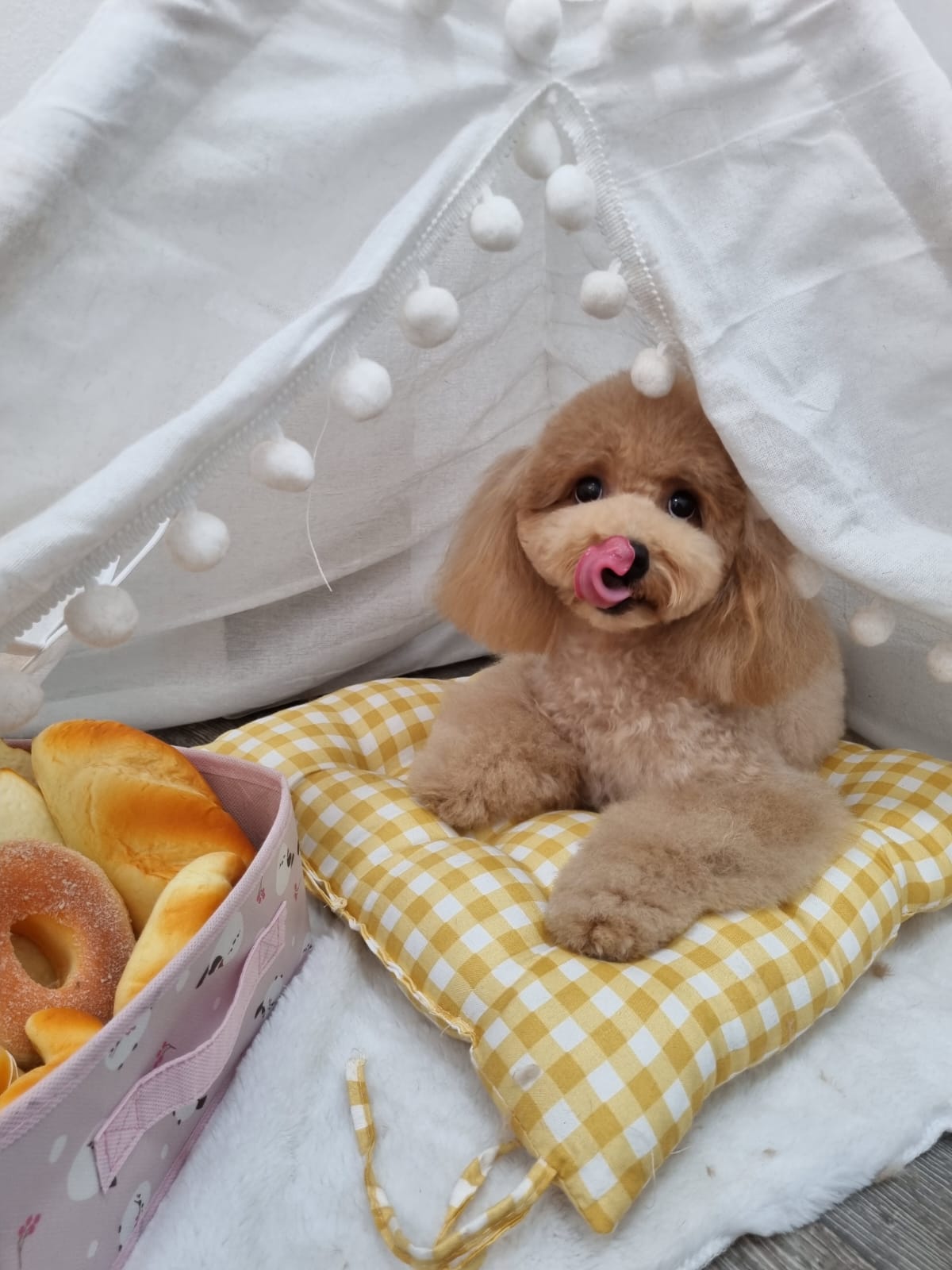 Fluffy poodle in themed setting
